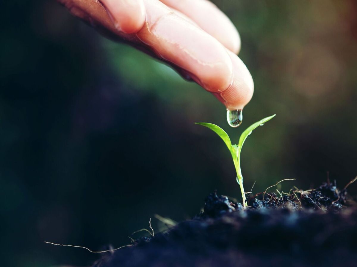 Maximizing Efficiency in No-Till Regenerative&nbsp;Farming