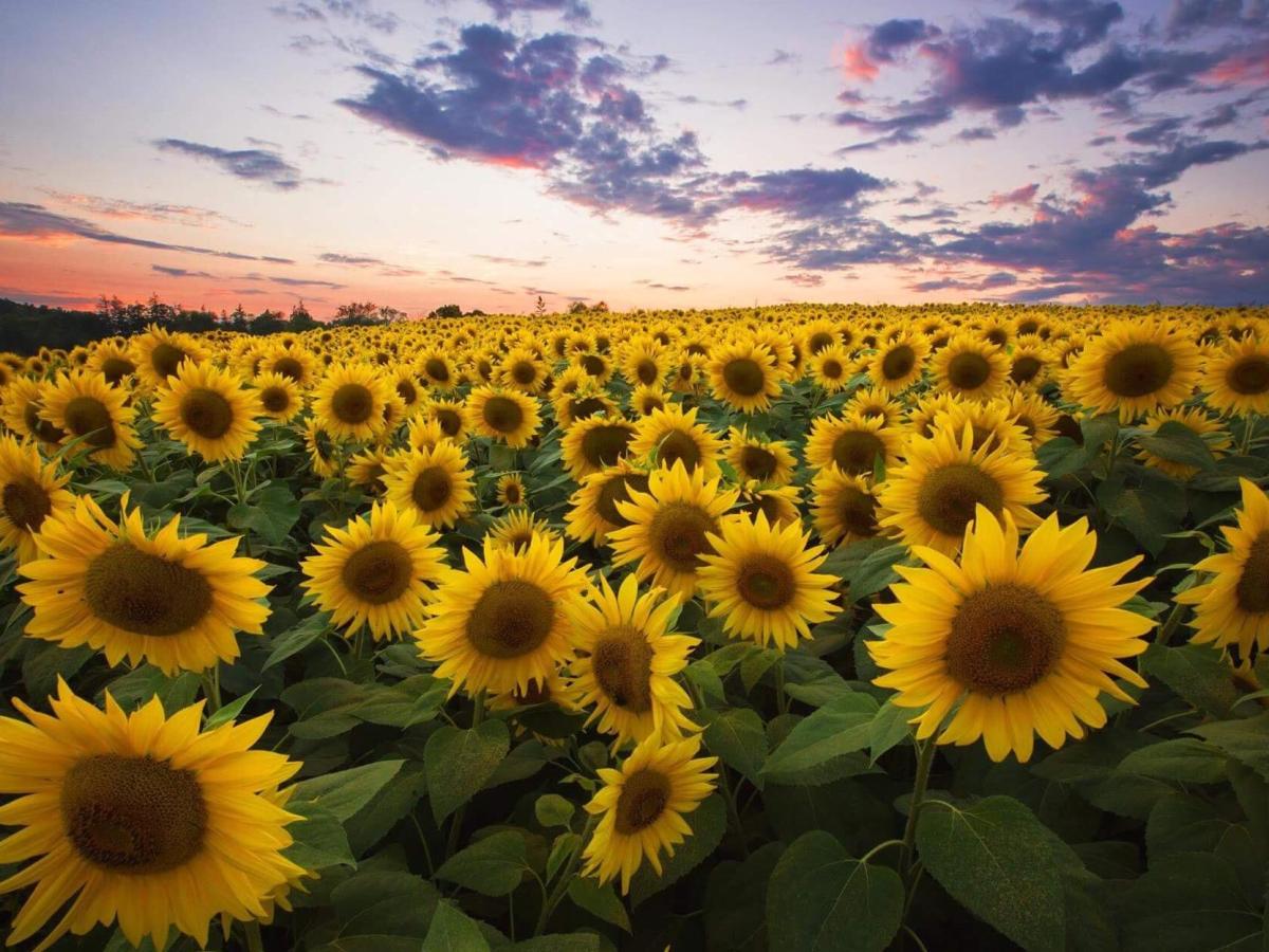 Sunflowers: The Nitrogen&nbsp;Magicians