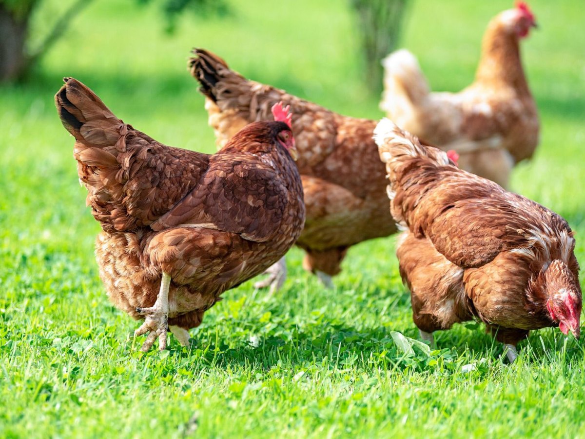 Should You Give Scratch to Your&nbsp;Chickens?