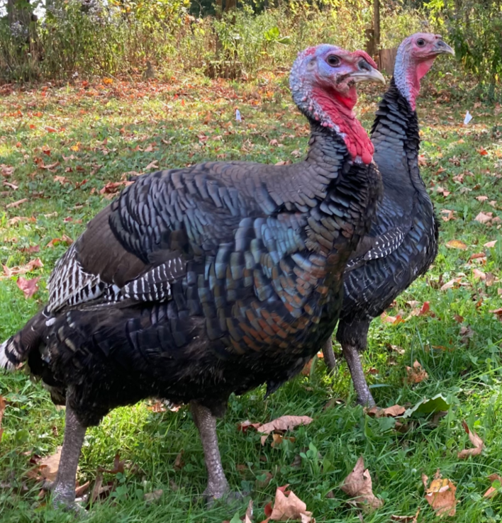 Broad Breasted Turkeys